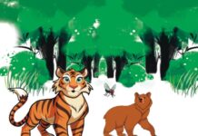বাঘ ও মাছির লড়াই