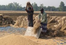 নবান্ন ও পিঠাপুলির উৎসব : আমাদের সোনালি ঐতিহ্য