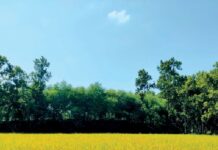এলো হেমন্ত: প্রকৃতিতে নতুন সাজ