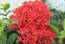 বর্ষা ও শরতের ফুল রঙ্গন